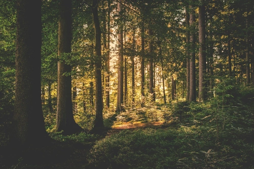 De vackra skogarna i mellersta Sverige.