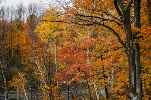 En bild på södra Sveriges vackra lövskogar.